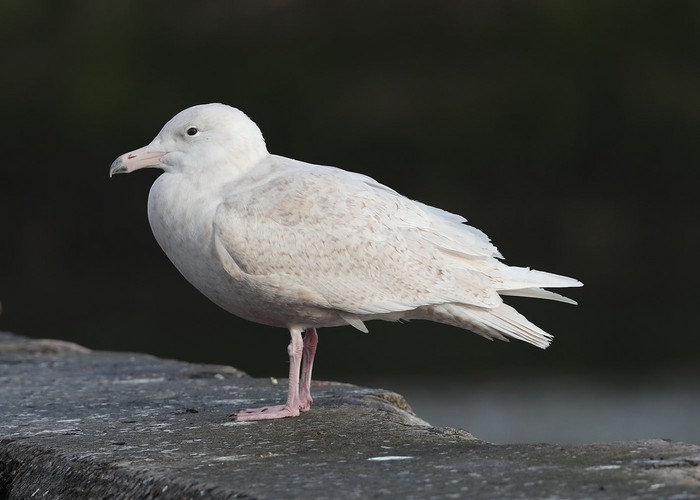 Glaucous Gull