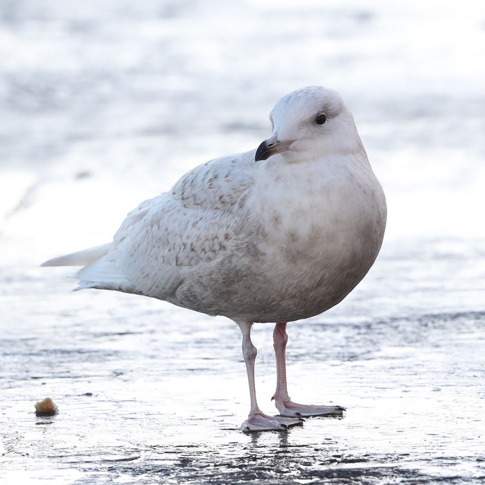 Iceland Gull