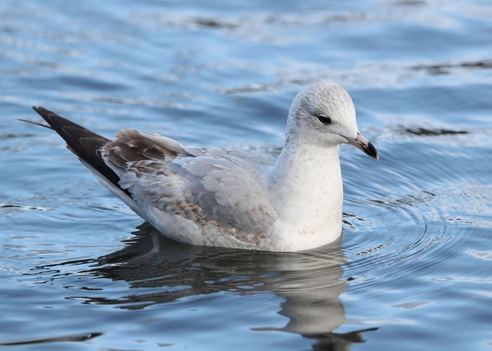 Ring-billed Gull