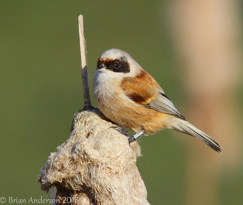 Penduline Tit