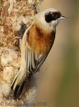 Penduline Tit