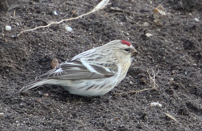 Coues's Arctic Redpoll