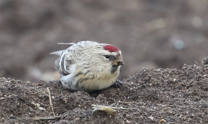 Coues's Arctic Redpoll