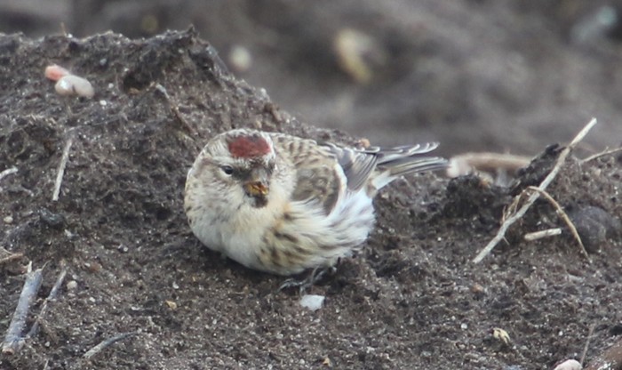 Mealy Redpoll