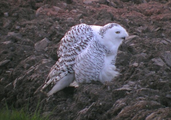 Snowy Owl