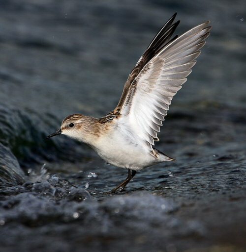 Little Stint