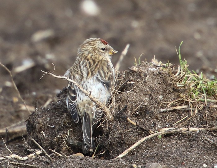 Mealy Redpoll