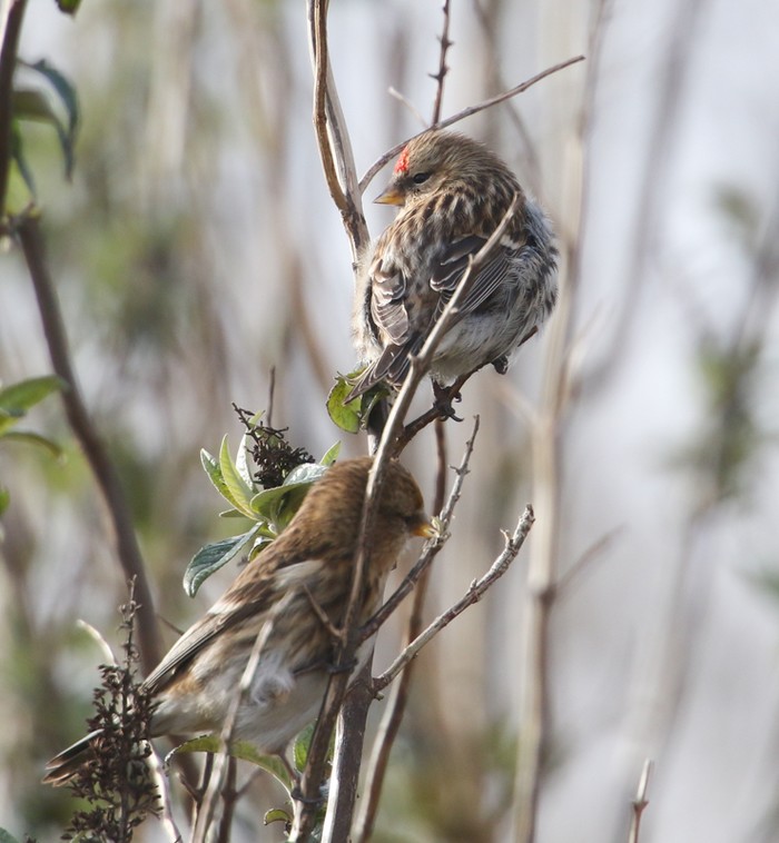 Mealy Redpoll