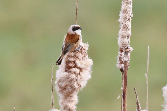Penduline Tit