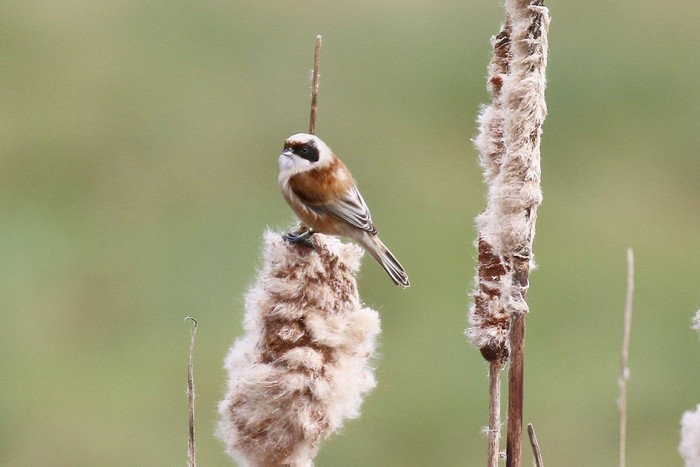 Penduline Tit