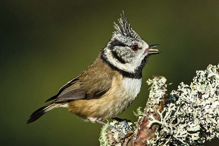Crested Tit