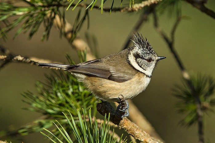 Crested Tit