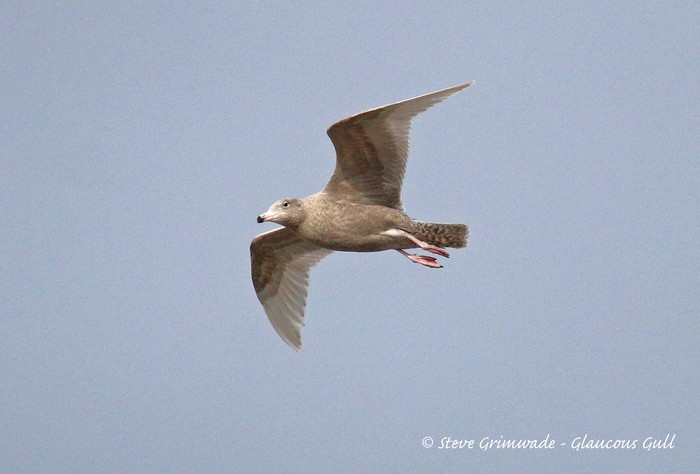 Glaucous Gull