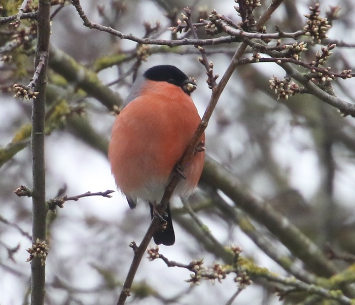 Bullfinch
