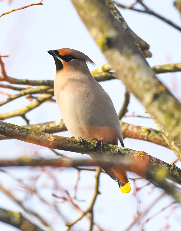 Waxwing