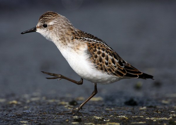 Little Stint