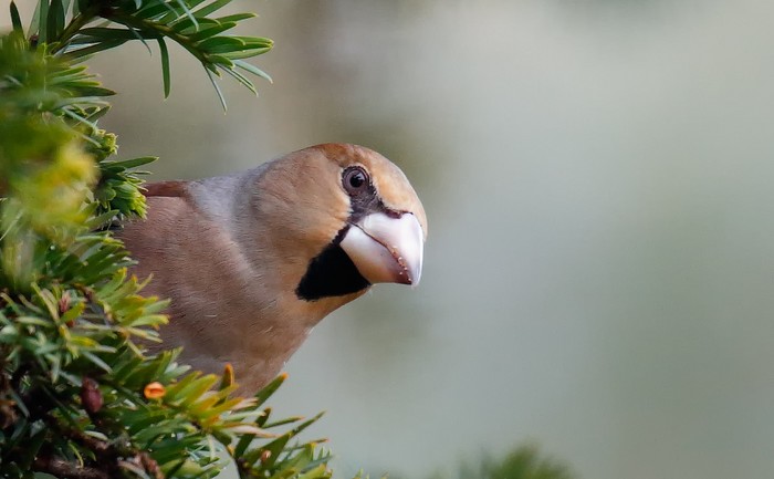 Hawfinch