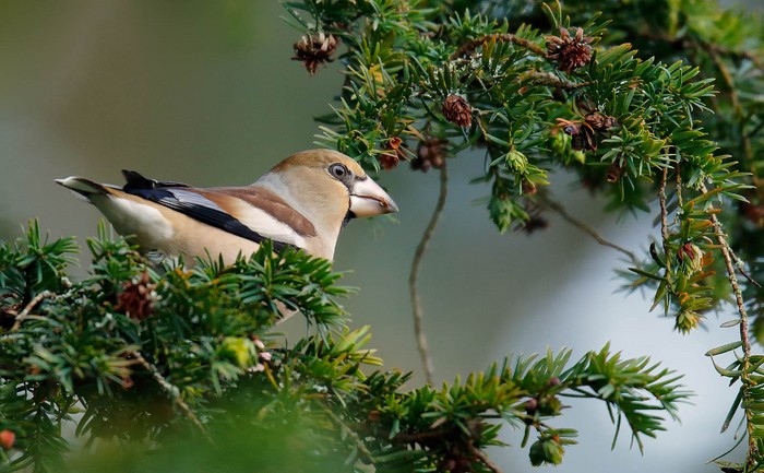 Hawfinch
