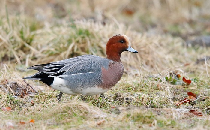 Wigeon