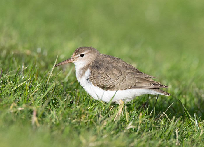 Spotted Sandpiper
