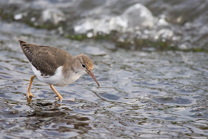 Spotted Sandpiper