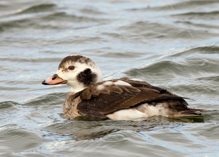 Long-tailed Duck