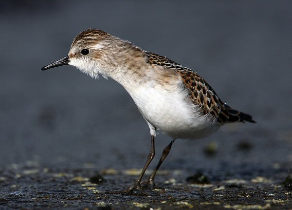 Little Stint