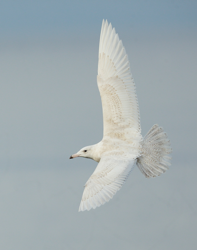 Glaucous Gull