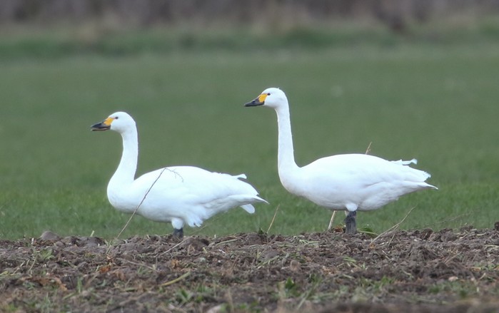 Bewick's Swan