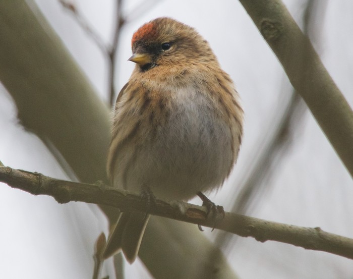 Lesser Redpoll