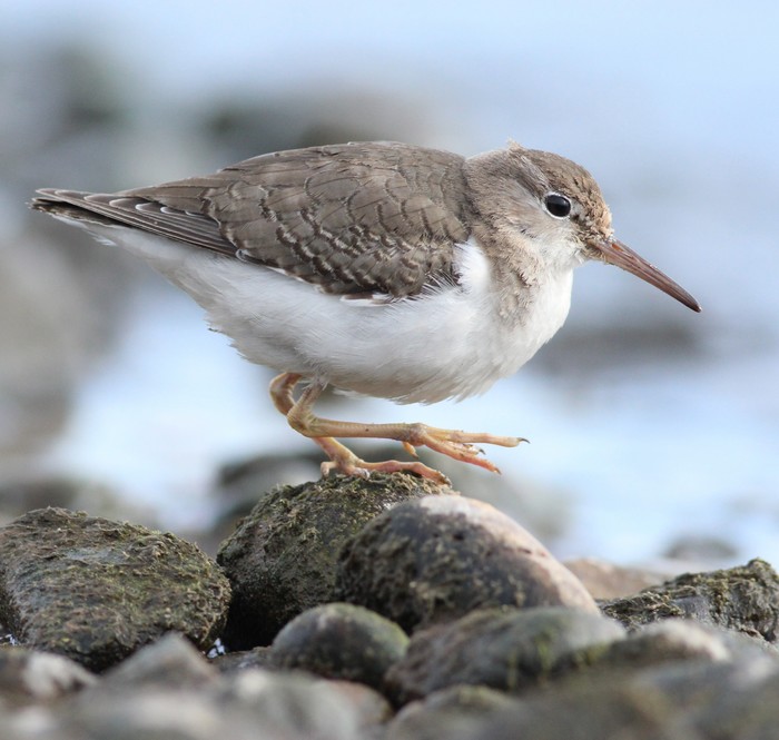 Spotted Sandpiper
