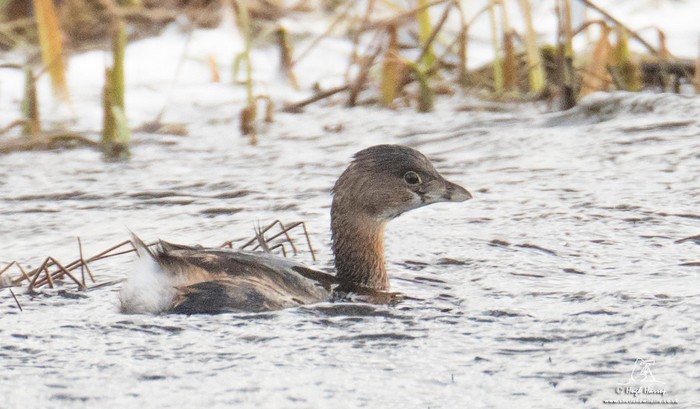 Pied-billed Grebe