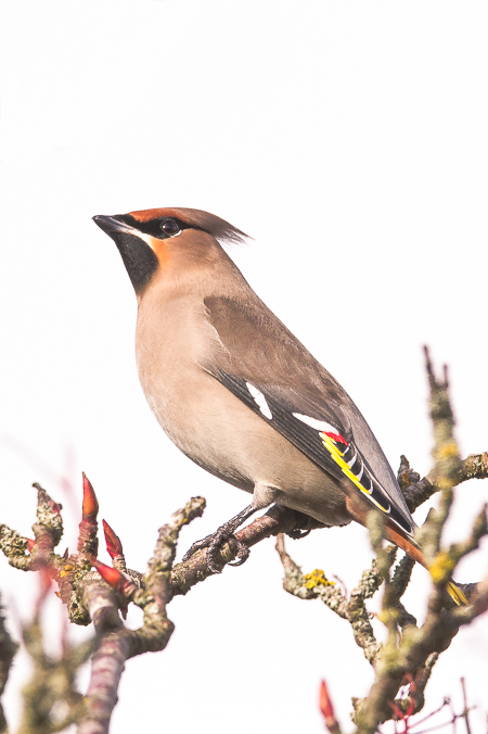 Waxwing