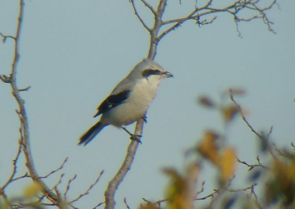 Great Grey Shrike