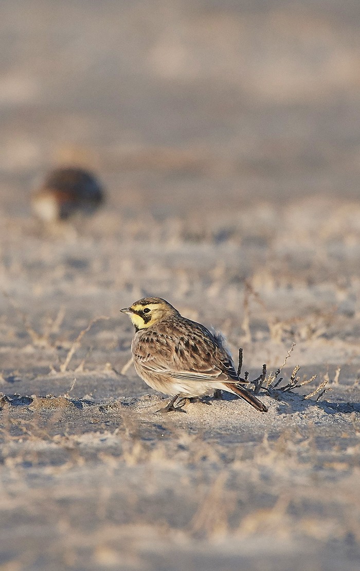 Shorelark