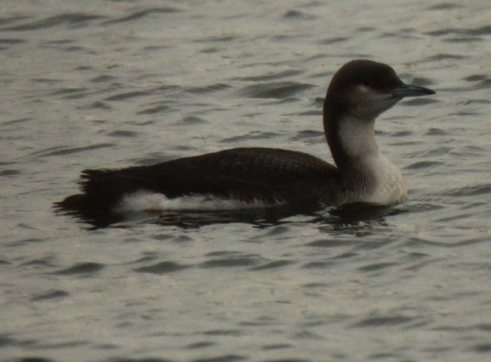 Black-throated Diver