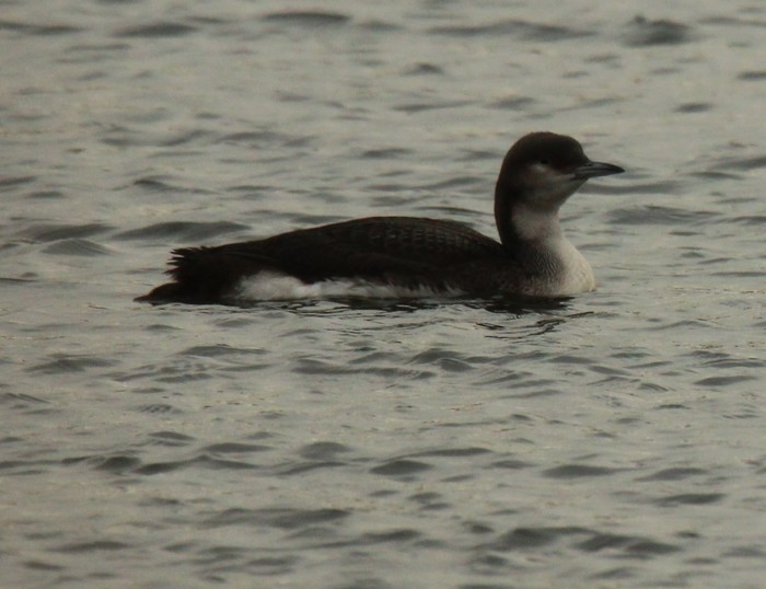 Black-throated Diver