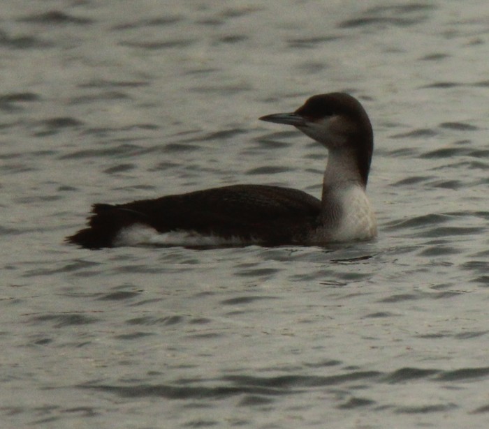 Black-throated Diver