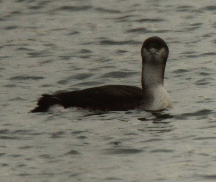 Black-throated Diver