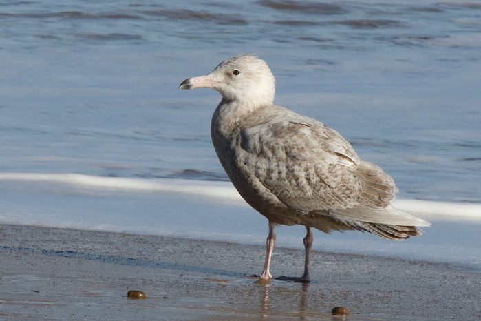 Glaucous Gull