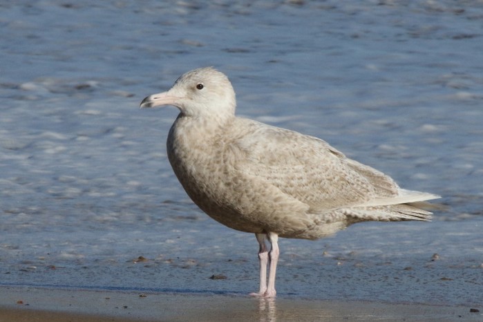 Glaucous Gull