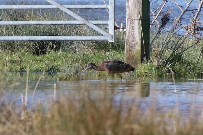 Glossy Ibis