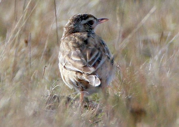 Richard's Pipit
