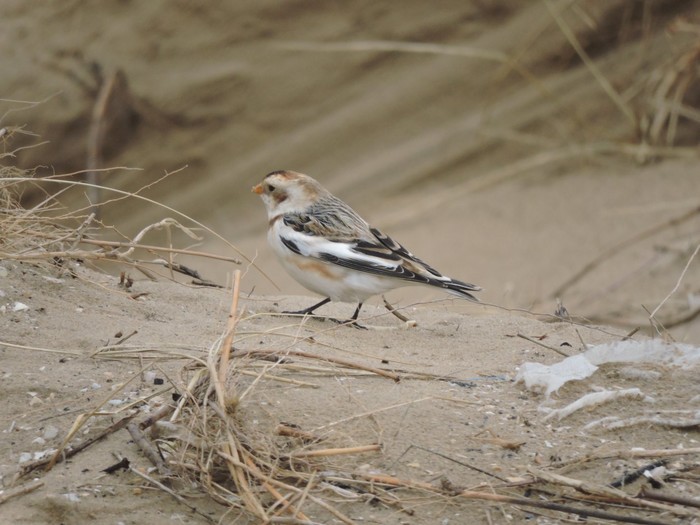 Snow Bunting