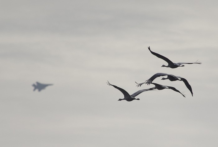 Common Crane