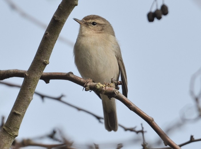 Siberian Chiffchaff