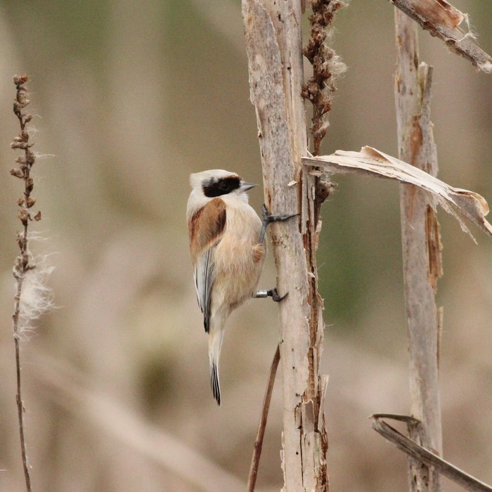 Penduline Tit