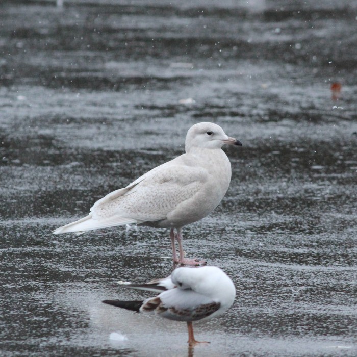 Iceland Gull