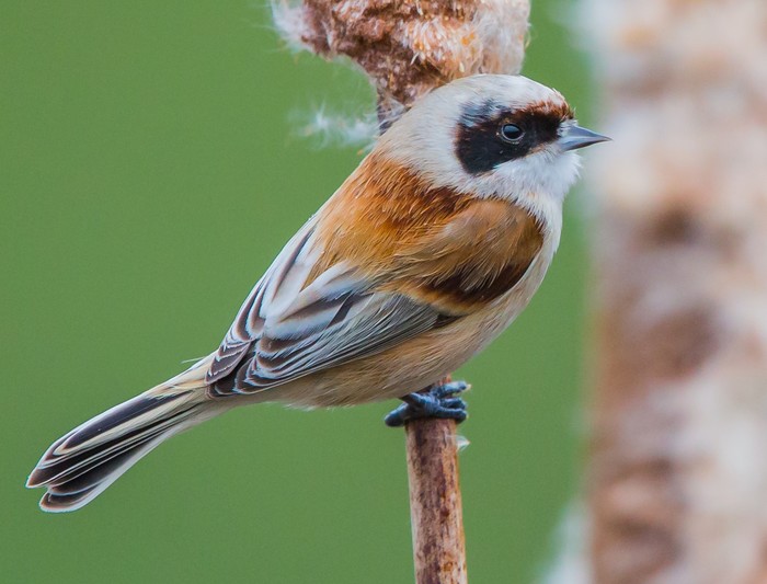 Penduline Tit