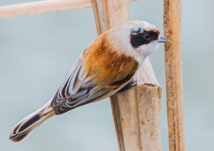 Penduline Tit